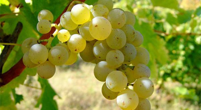 長相思_副本 長相思_副本