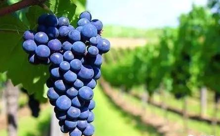 全球升溫，或將影響葡萄酒口感