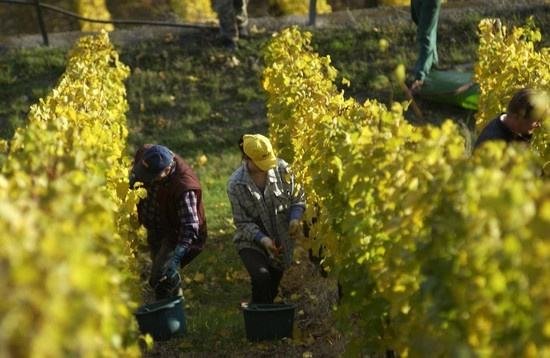 全球葡萄酒總產量下降8.2%，2018葡萄酒漲價已成定勢